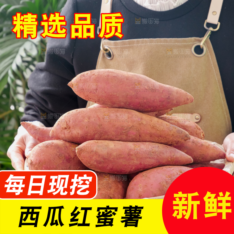 西瓜红蜜薯