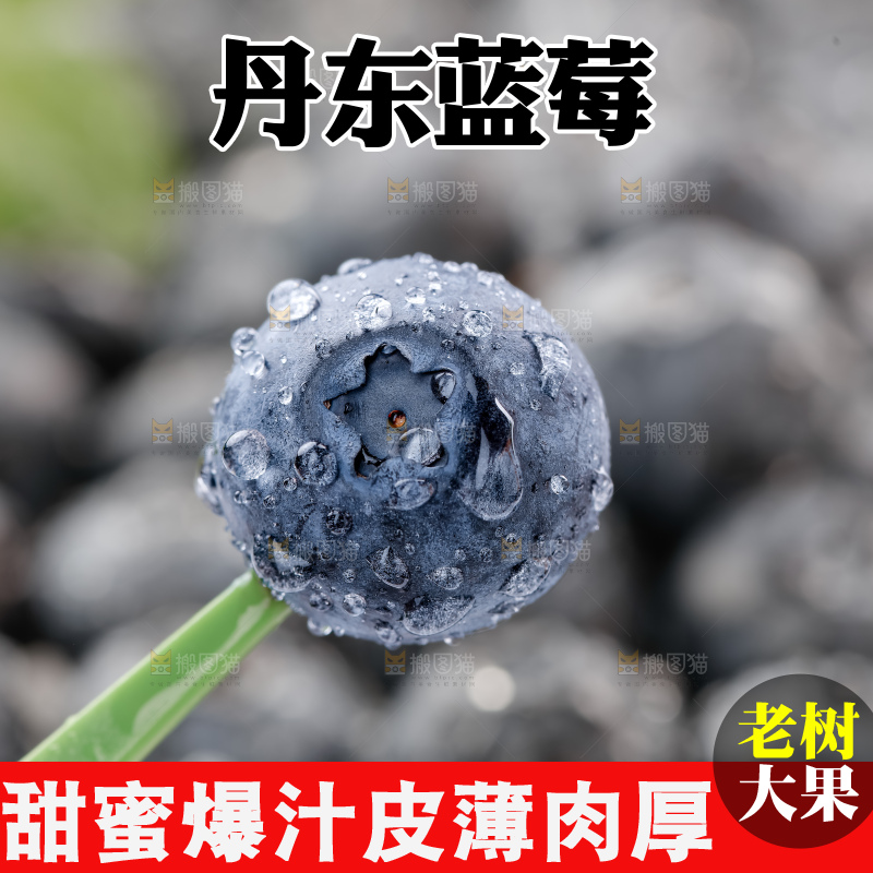蓝莓