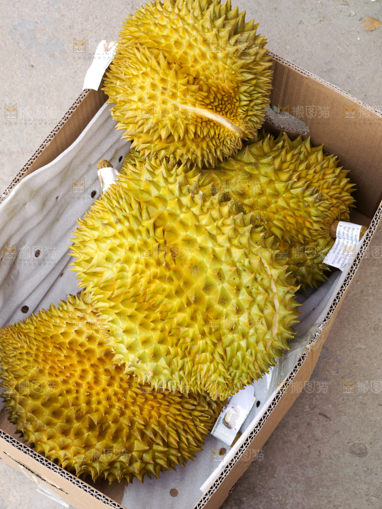 金枕榴莲