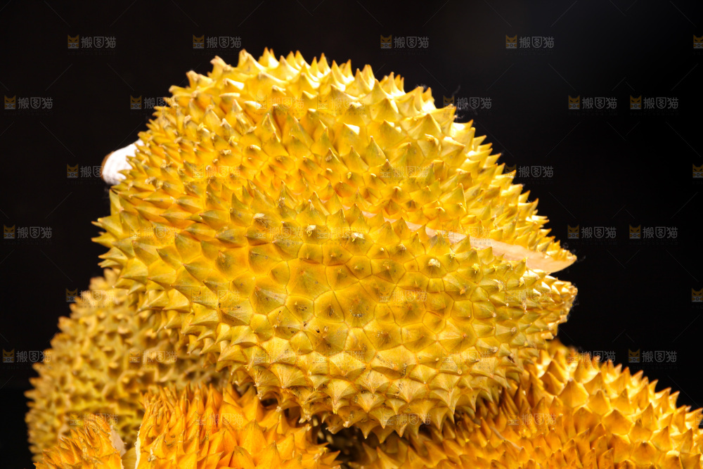 金枕榴莲