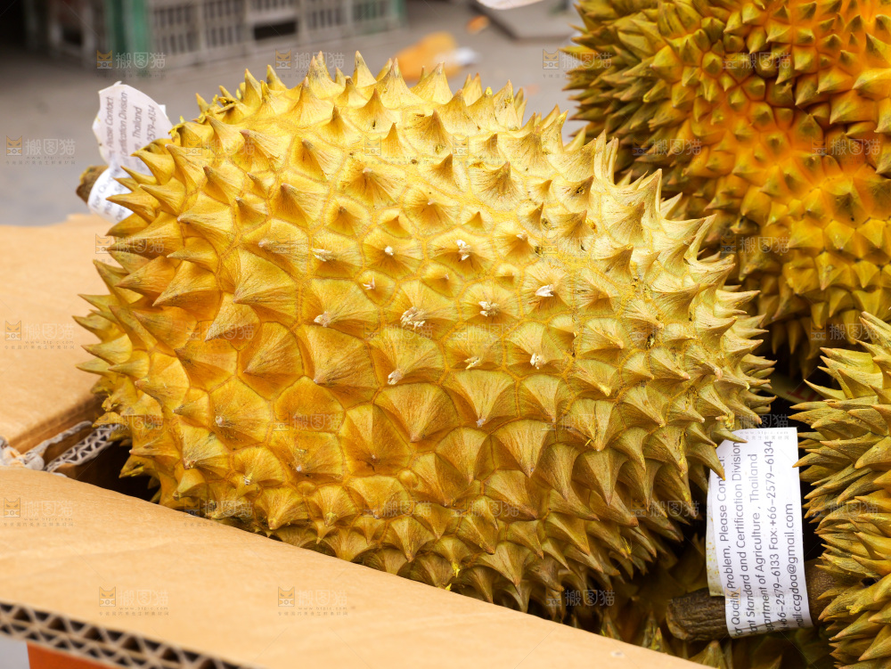 金枕榴莲