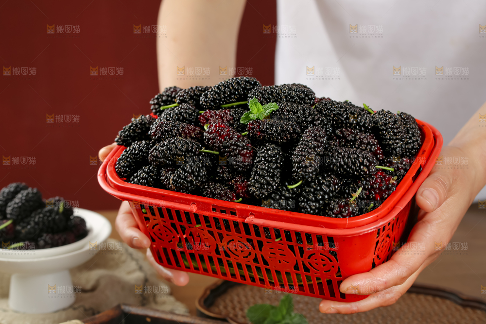 桑葚
