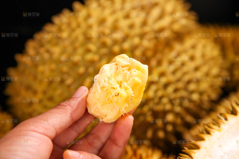 金枕榴莲