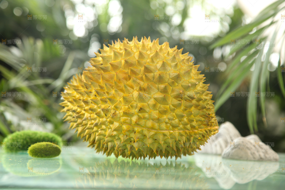 金枕榴莲