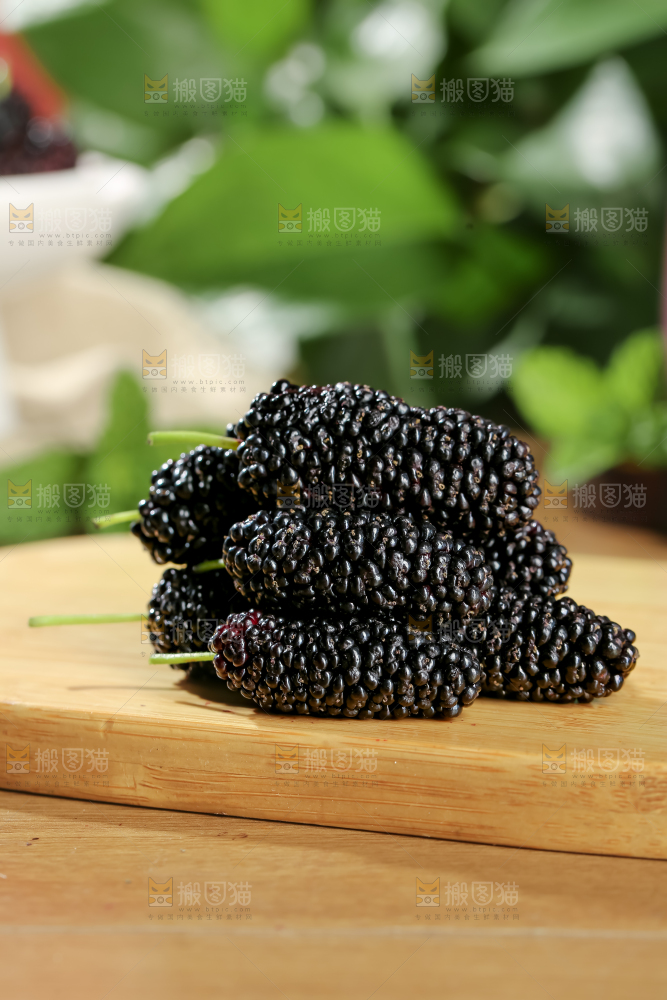 桑葚