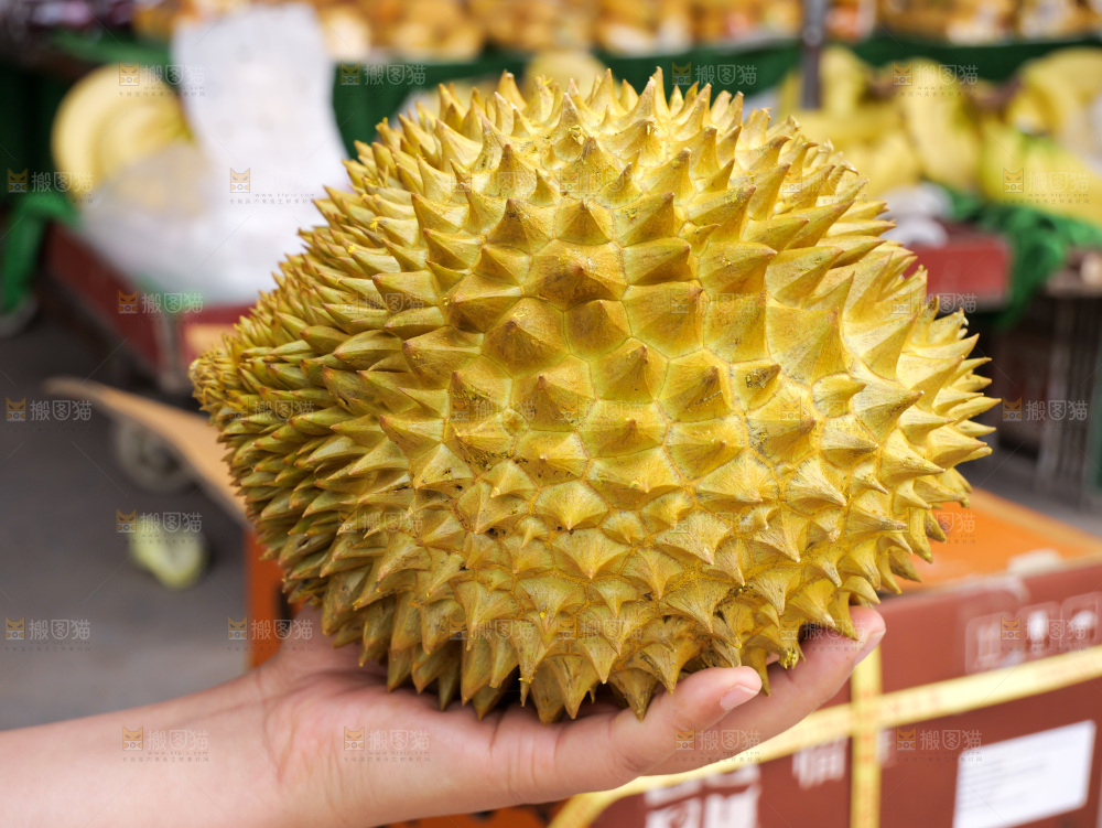 金枕榴莲