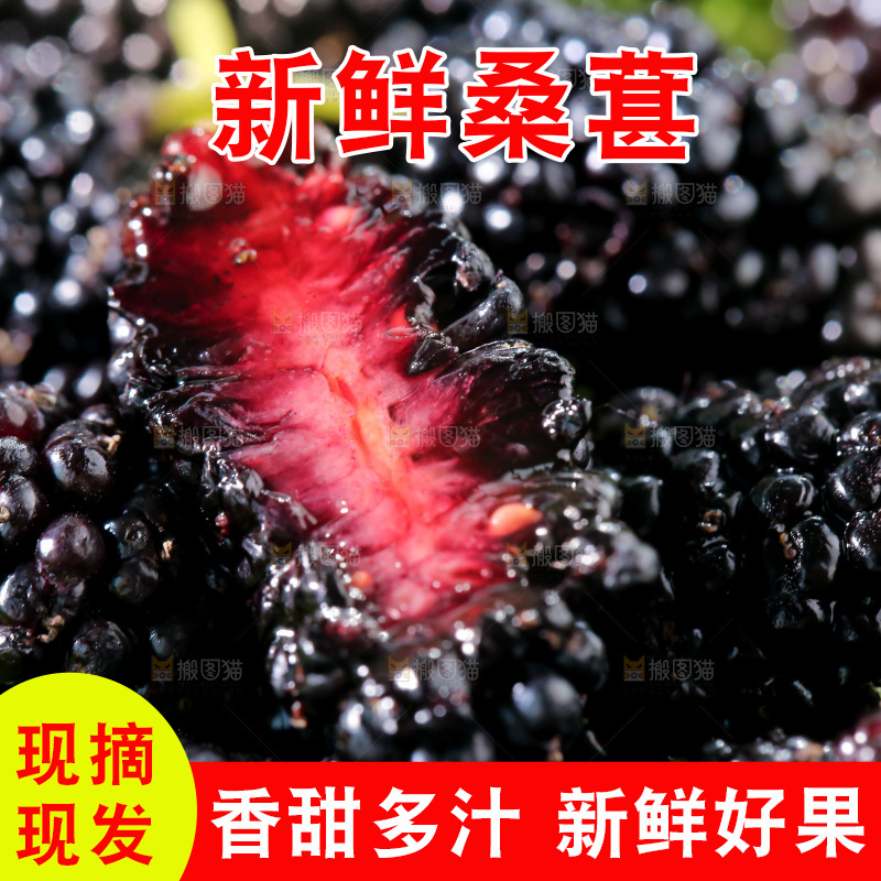 桑葚