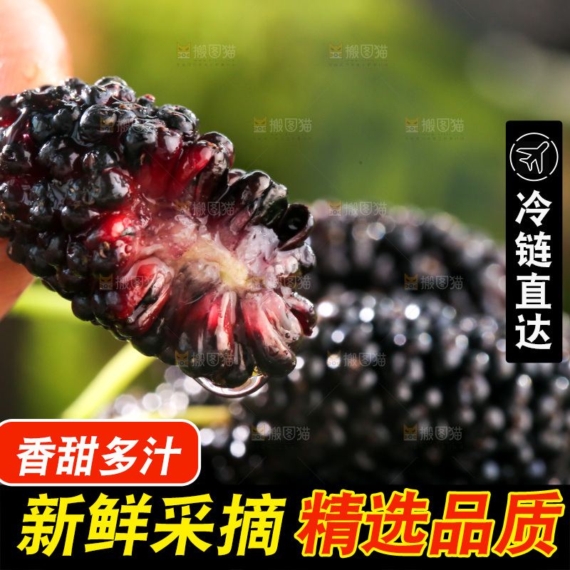 桑葚