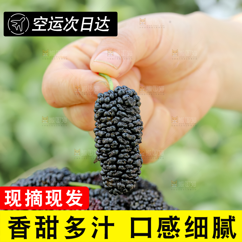 桑葚