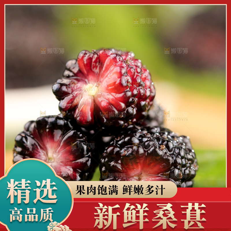 桑葚