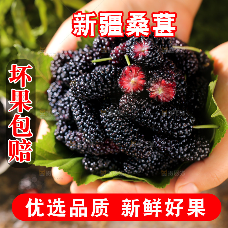 桑葚