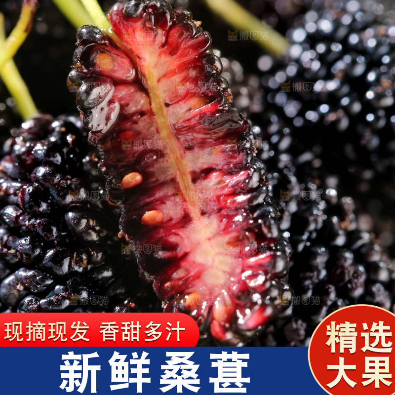 桑葚