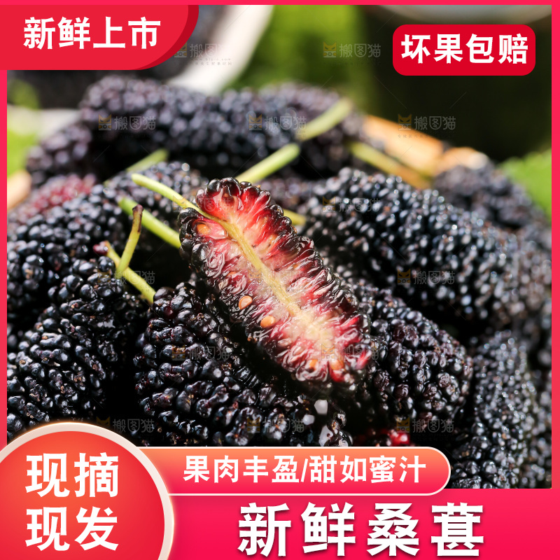 桑葚