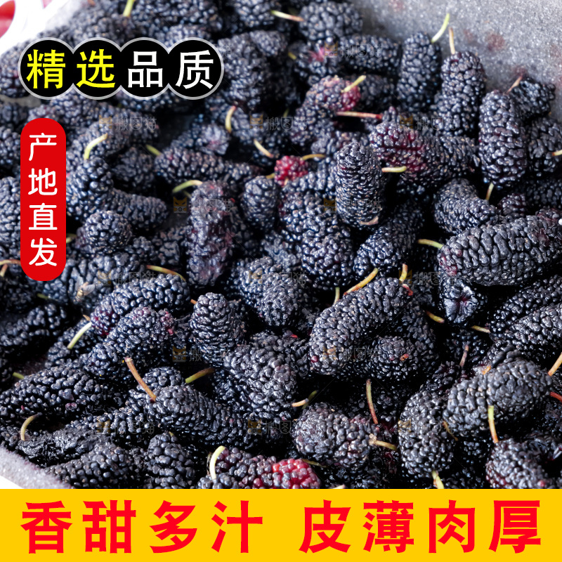 桑葚