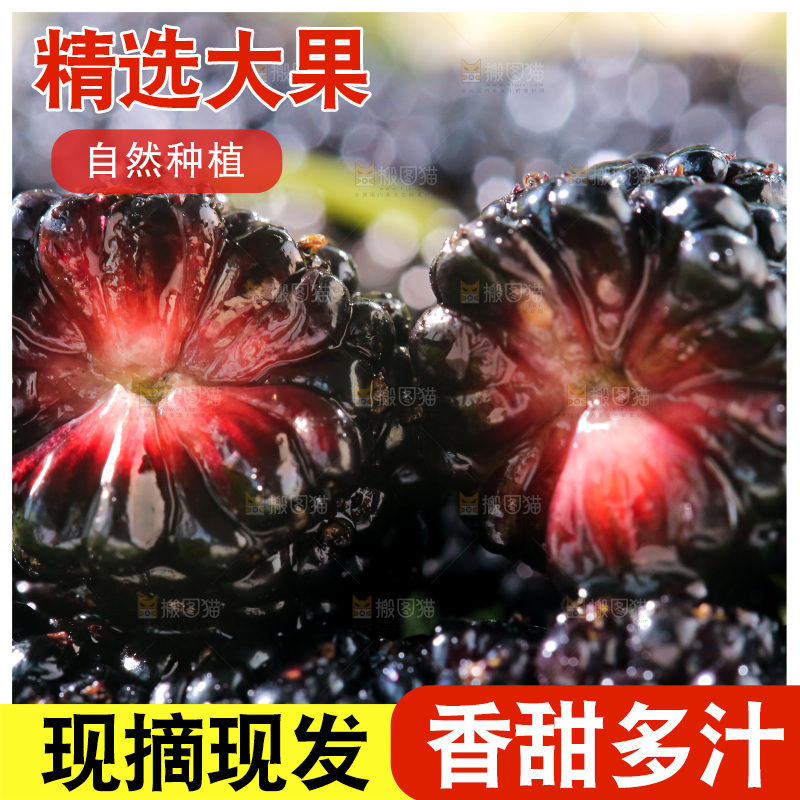 桑葚