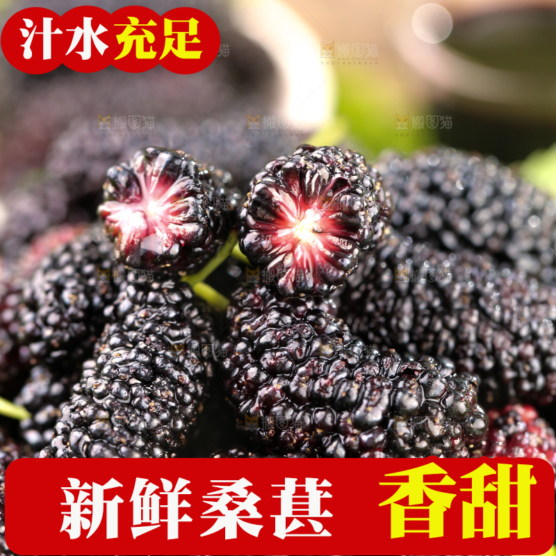 桑葚
