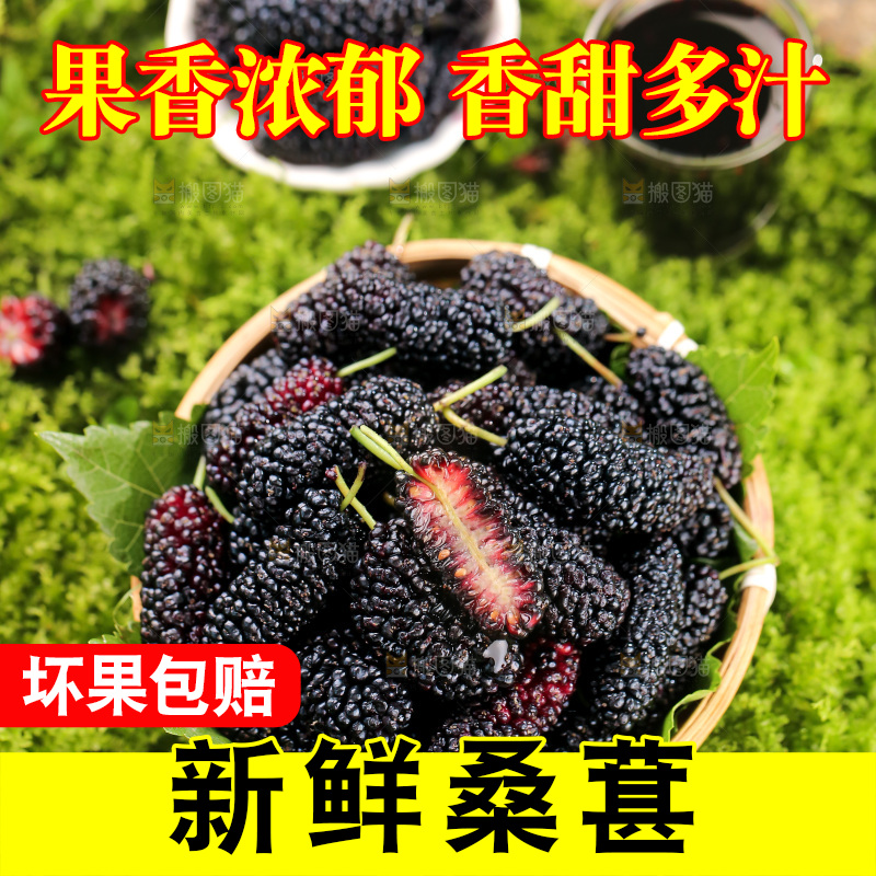 桑葚