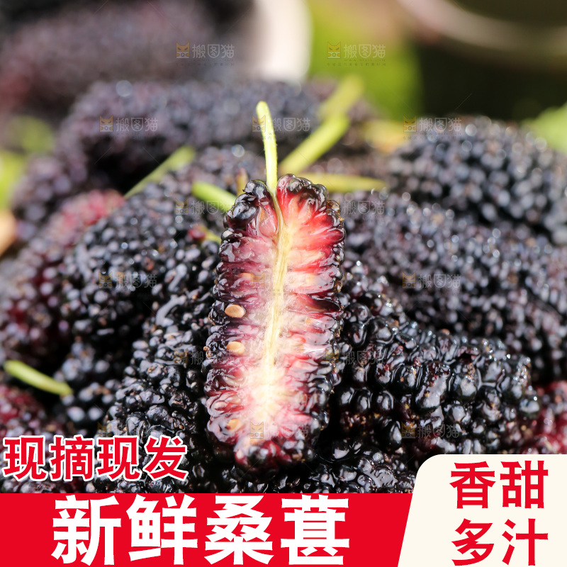 桑葚