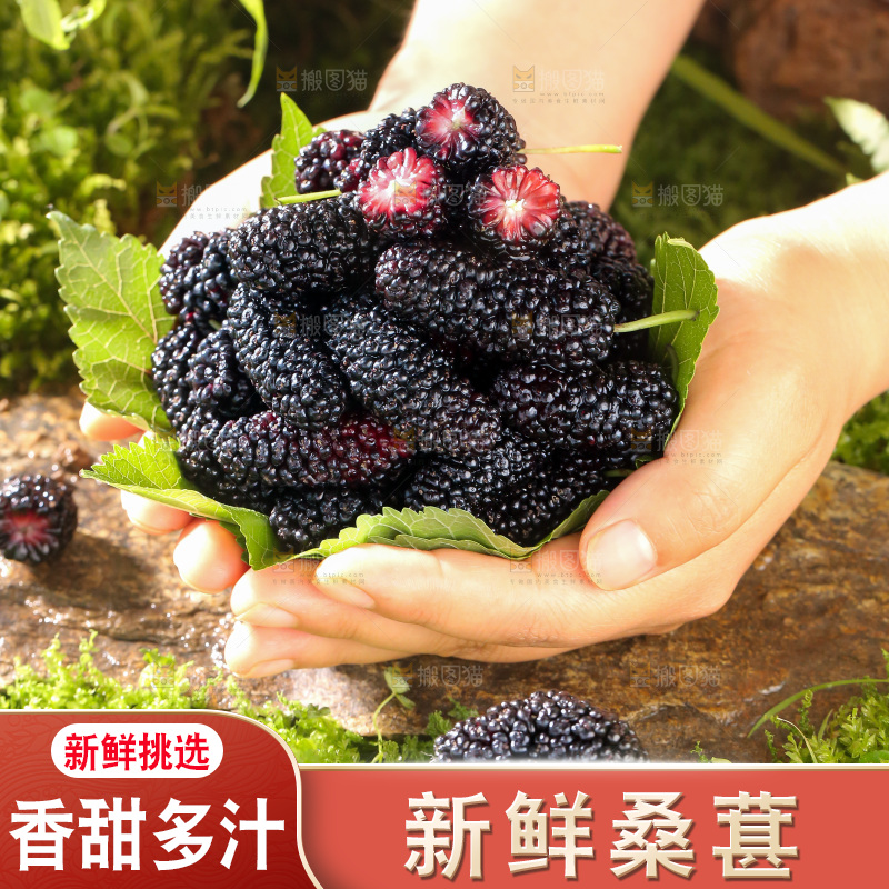 桑葚