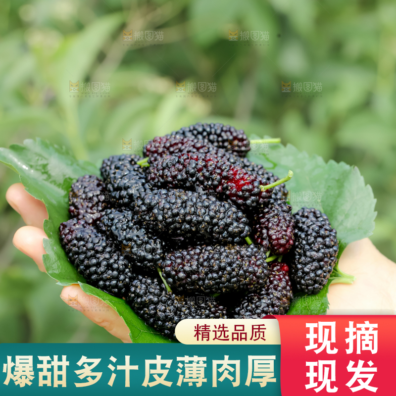 桑葚