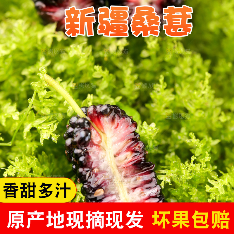 桑葚
