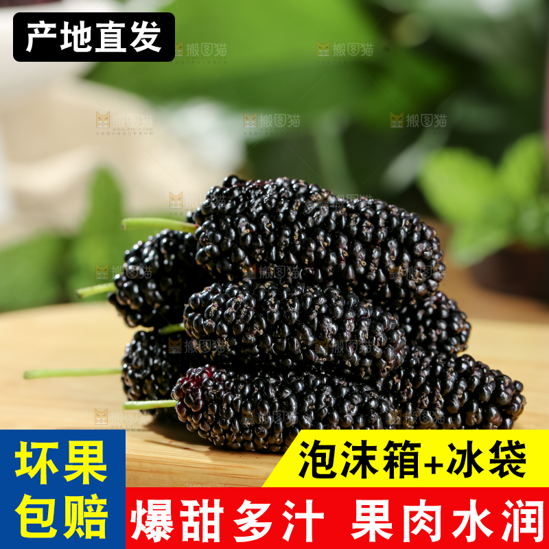桑葚