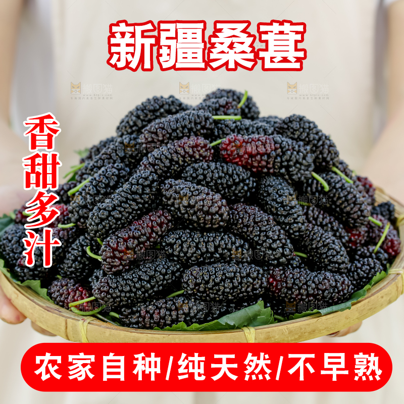 桑葚