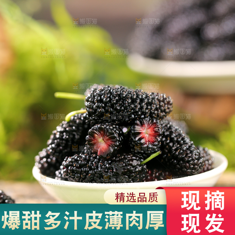桑葚