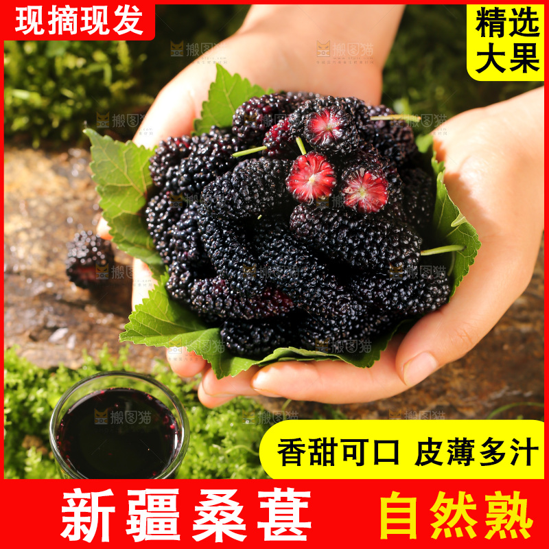 桑葚