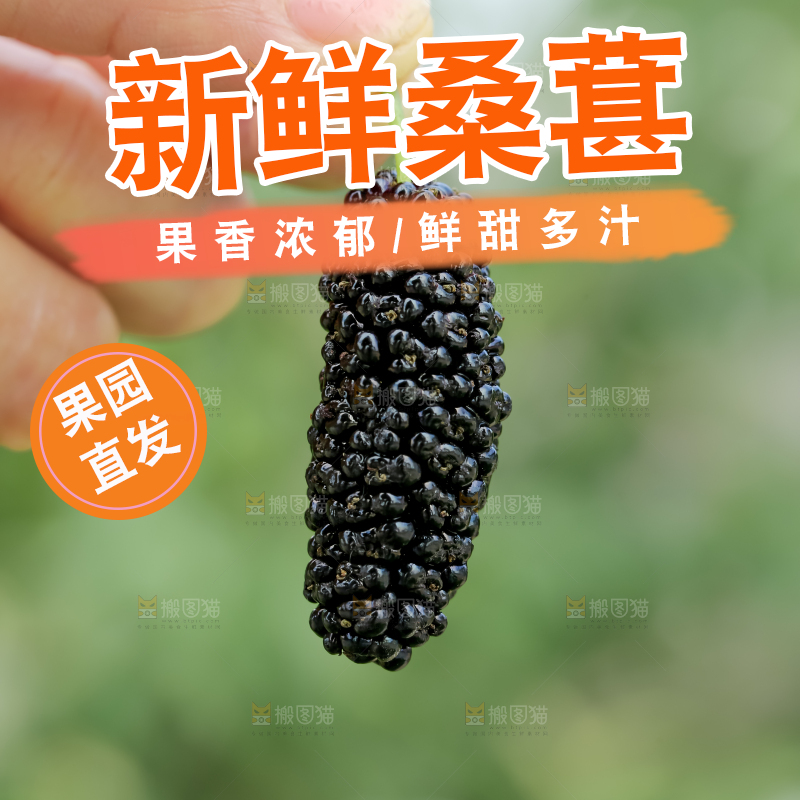 桑葚