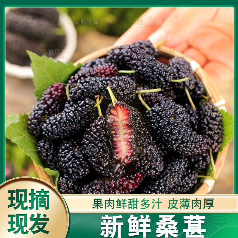 桑葚