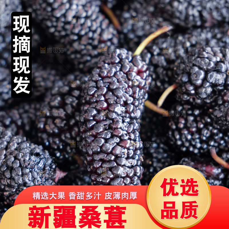桑葚