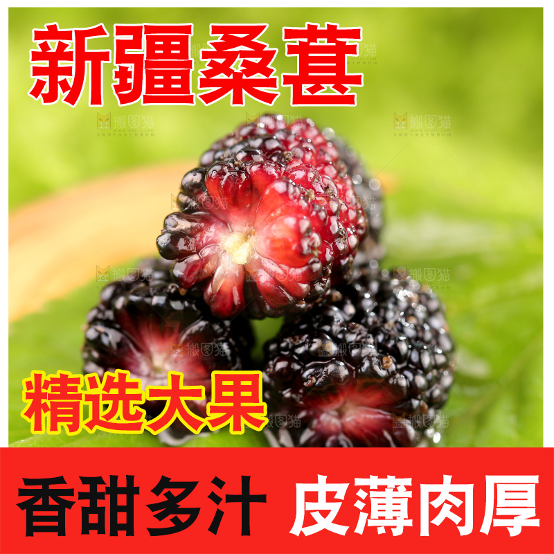 桑葚