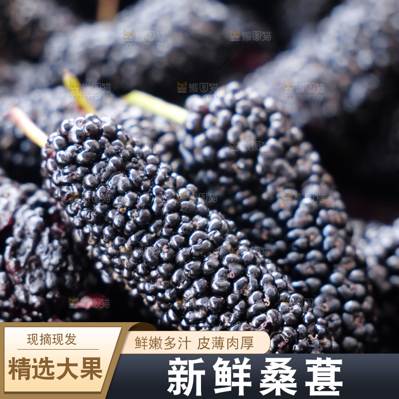 桑葚