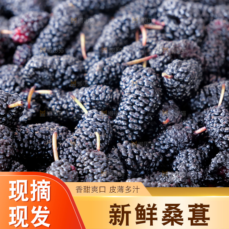 桑葚
