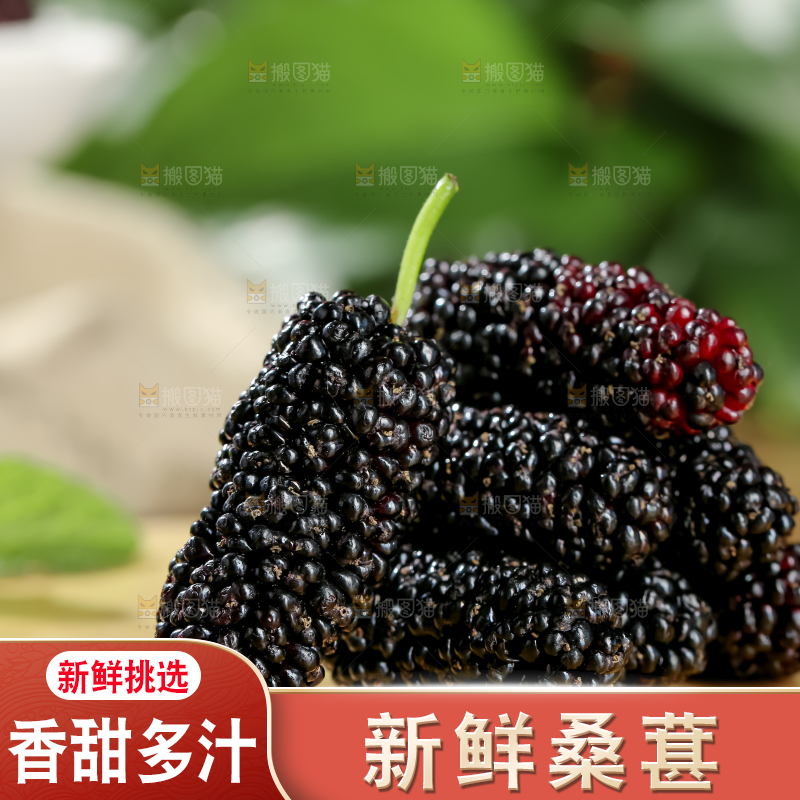 桑葚