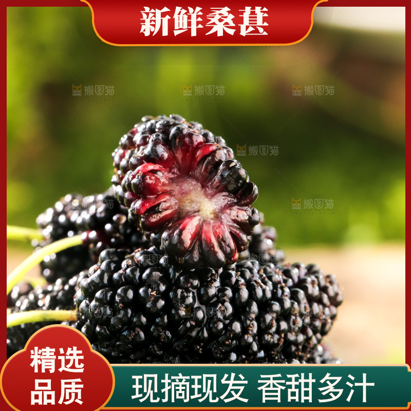 桑葚