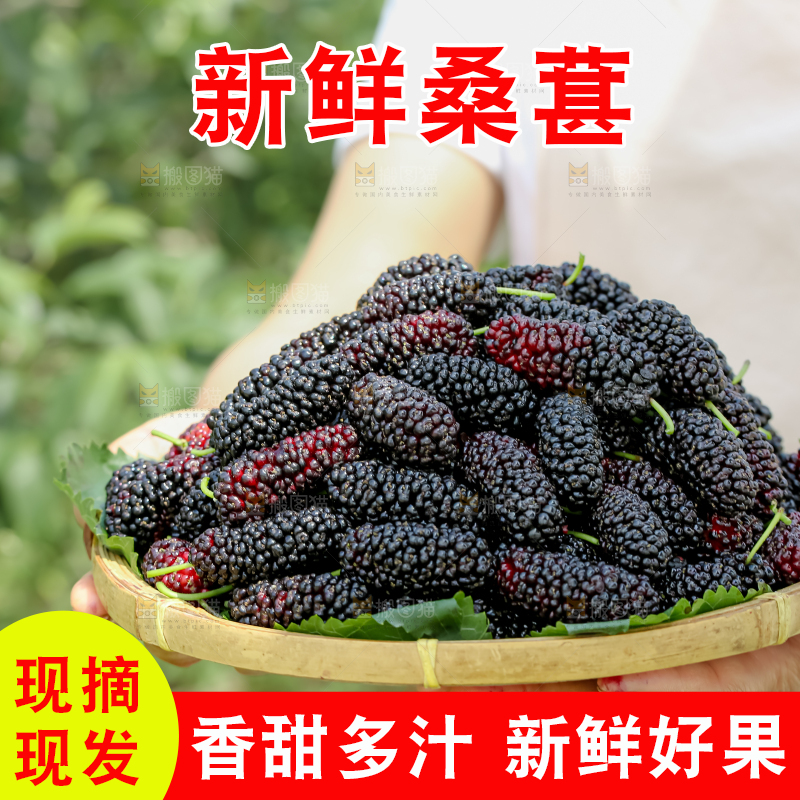 桑葚