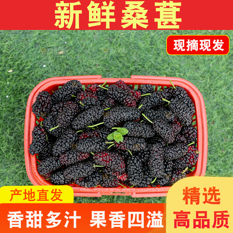 桑葚