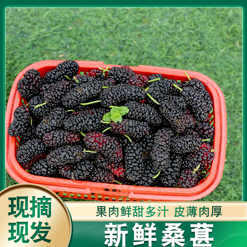 桑葚