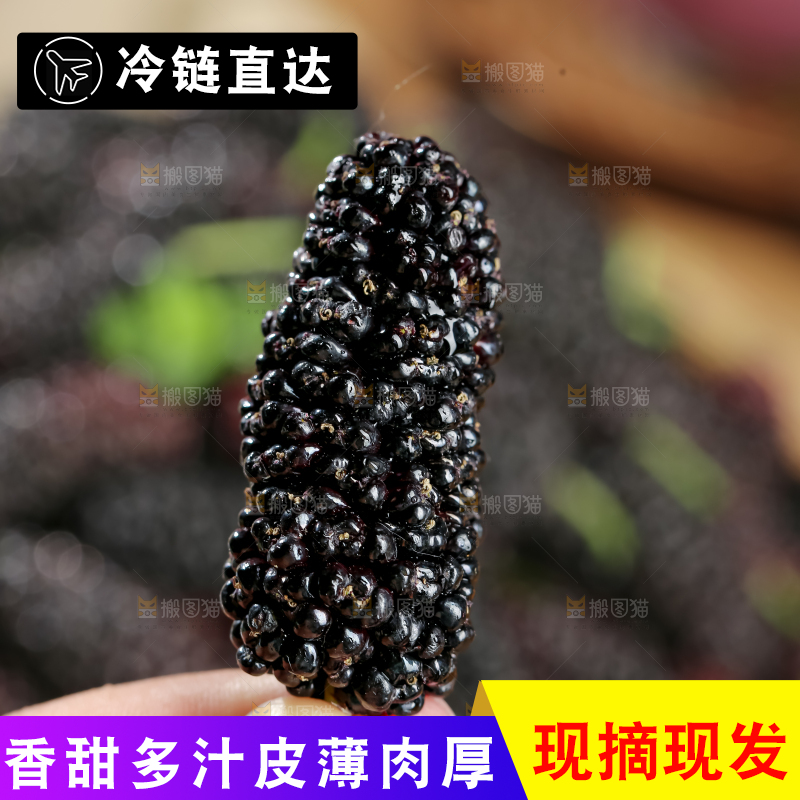 桑葚