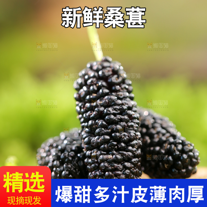 桑葚