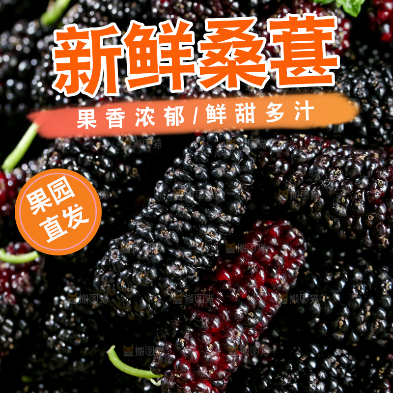 桑葚