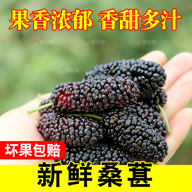 桑葚