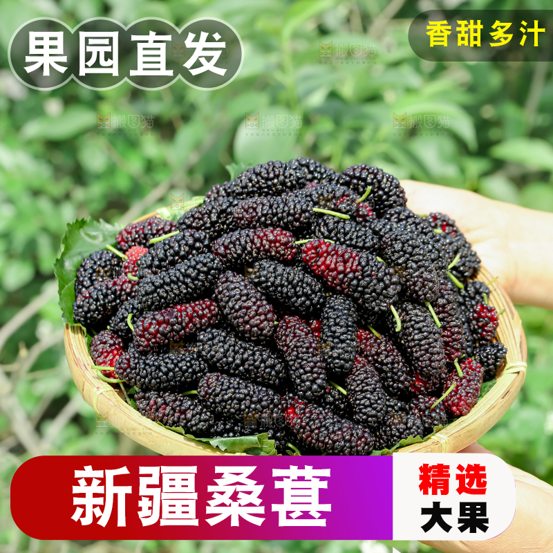 桑葚