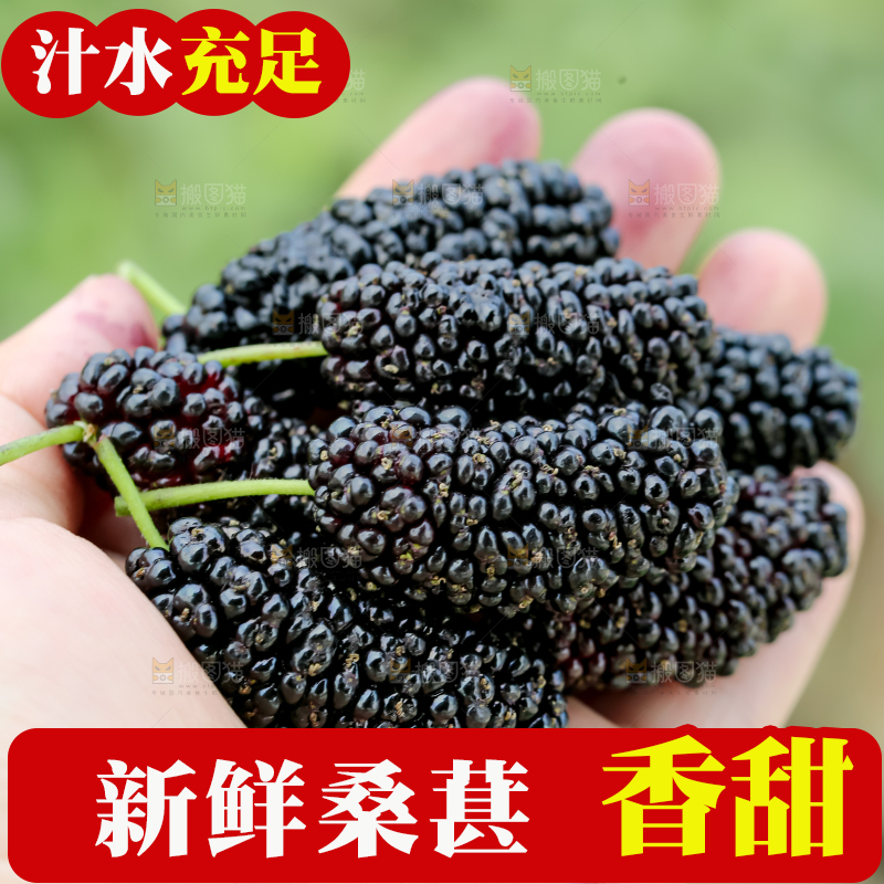 桑葚