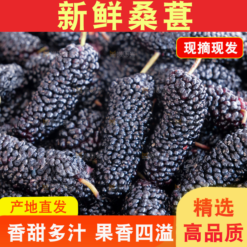 桑葚
