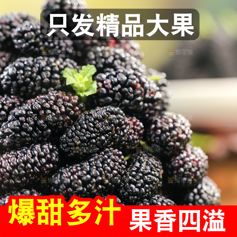桑葚
