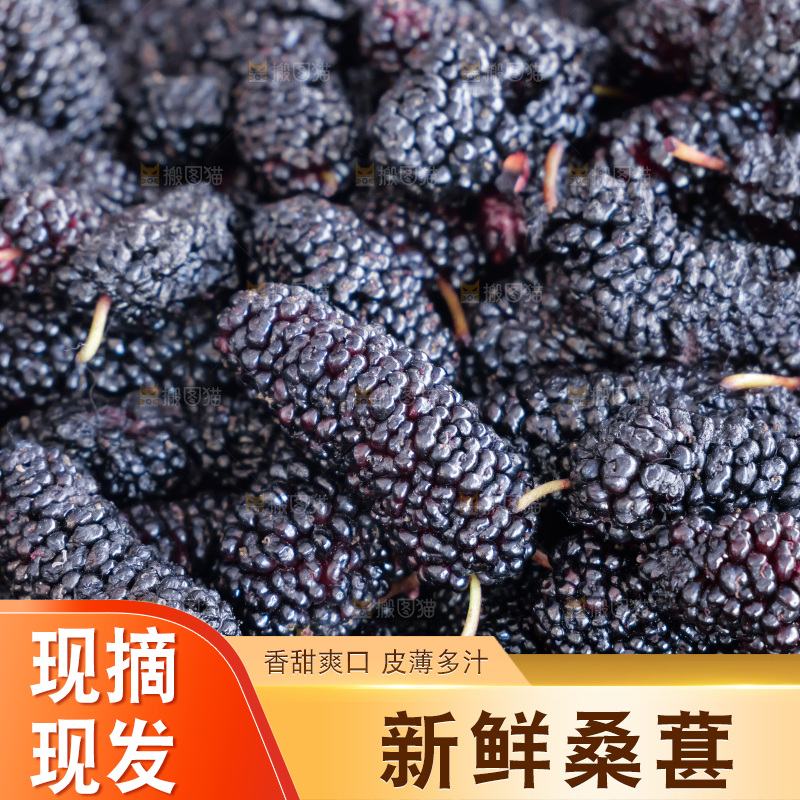 桑葚