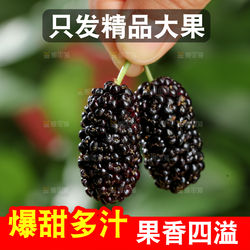 桑葚